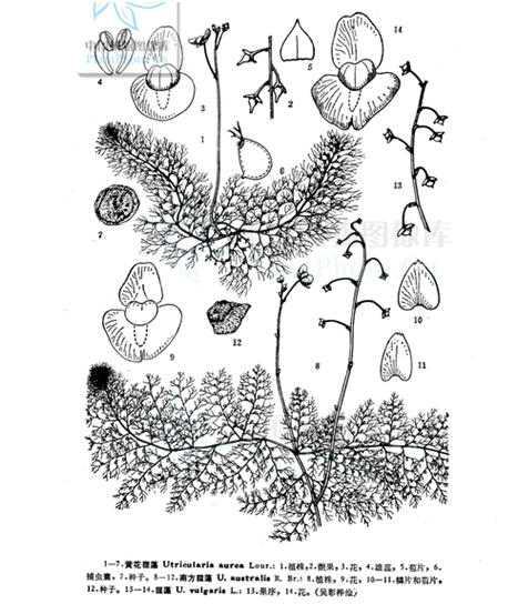 沉水植物专题(4)食虫沉水植物狸藻