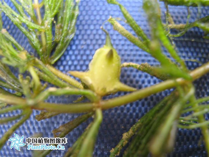 坚果椭圆形,长4-5毫米,黑色,有细疣状突起,边缘无翅,顶生刺约长1毫米