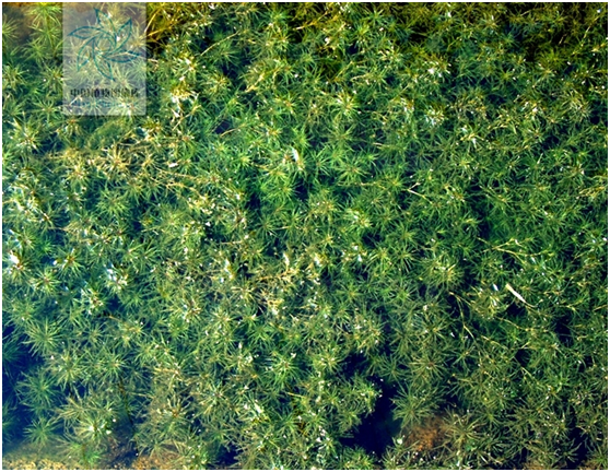 沉水植物专题6茨藻属